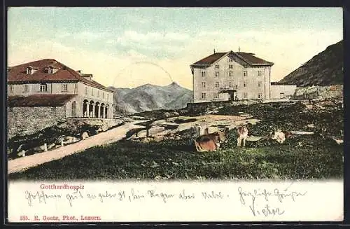 AK Gotthard, Gotthardhospiz, Panorama mit Strasse u. Kühen