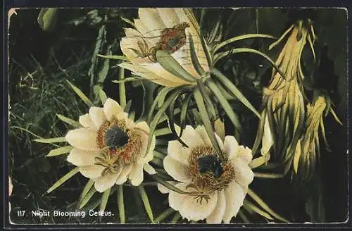 AK Night Blooming Cereus, Blume