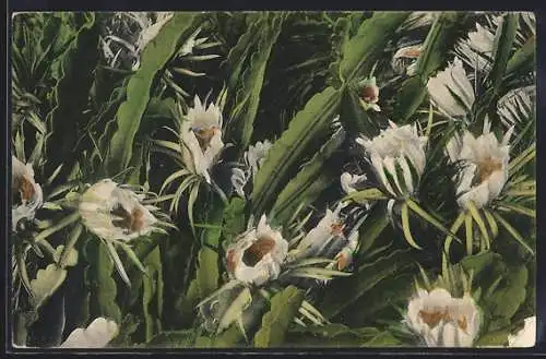 AK Honolulu, Night Blooming Cereus, Blume