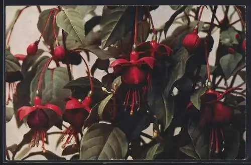 AK Fuchsie, Fuchsia hybrida Cupido