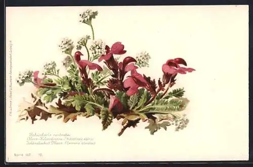 AK Pedicularis rostrata, Alpen-Felsenkresse, Hutschinsia alpina, Isländisches Moos, Centraria islandica