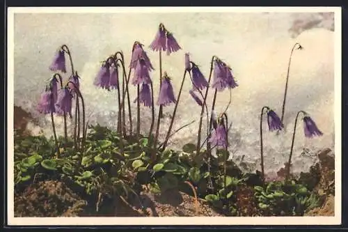 AK Soldanelle, Soldanella Alpina