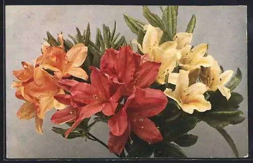 AK Der Lehrmeister im Garten und Kleintierhof, Pontische Azalea