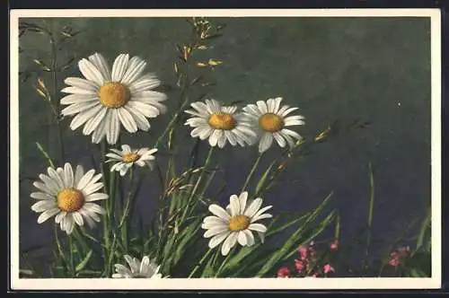 AK Wucherblume, Chrysanthemum Leucanthemum