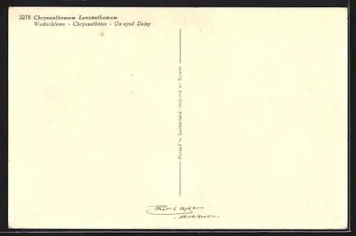 AK Wucherblume, Chrysanthemum Leucanthemum