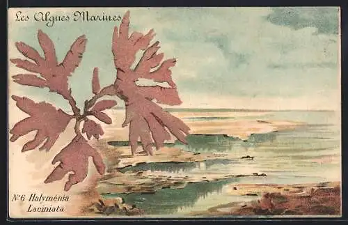 Künstler-AK Les Algues Marines, Halyménia Laciniata