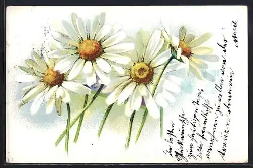 AK Landschaft mit Gänseblumen