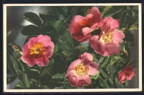 AK Dog Rose, Wild Briar, Blumen
