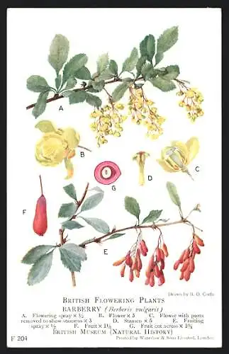 AK British Flowering Plants, Barberry