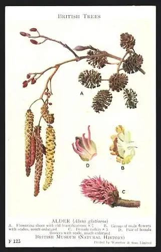 AK British Museum, Alder, Alnus glutinosa, Flowering shoot with old frictifications, Group of male flowers with scales