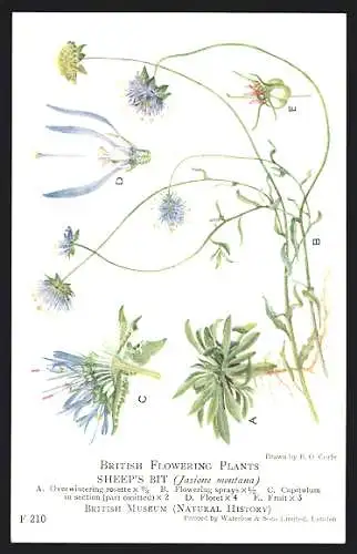 AK British Flowering Plants, Sheep's Bit