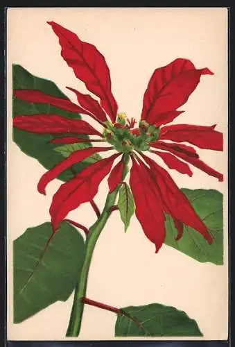 Künstler-AK München-Nymphenburg, Botanischer Garten, Poinsettia pulcherrima Mexico
