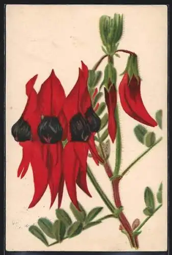 Künstler-AK München-Nymphenburg, Botanischer Garten, Clianthus Dampieri Australien