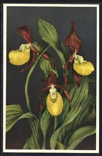 AK Frauenschuh, Cypripedium calceolus