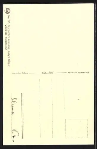 AK Frauenschuh, Cypripedium calceolus