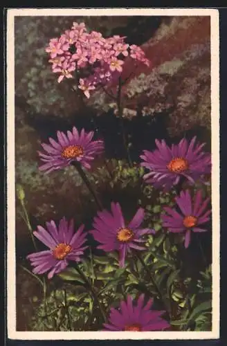 AK Alpenaster, Aster alpinus