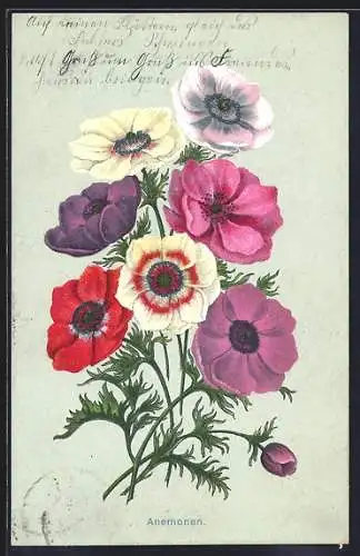 AK Rote, rosafarbene und weisse Anemonen