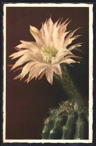 AK Echinopsis tubitlora Zucc, Blume