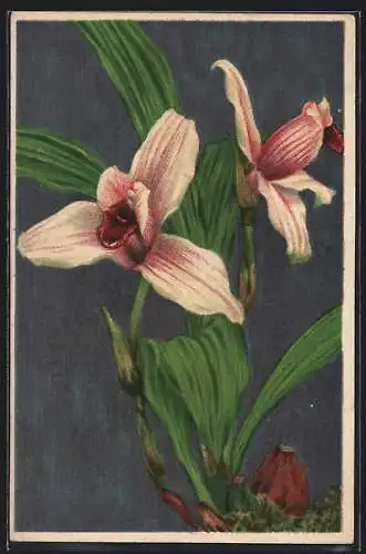 Künstler-AK München-Nymphenburg, Botanischer Garten, Lycaste Skinneri Guatemala