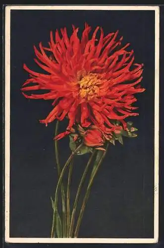 AK Kaktusdahlie, Dahlia japonais