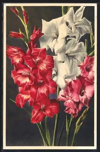 AK Genter Gladiolen, Gladiolus gandavensis v. Houtte