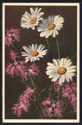 AK Federnelke und Margerite, Dianthus superbuss et Chrysanthemum leucanthemum