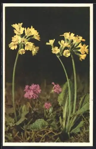 AK Schlüsselblume, Primula