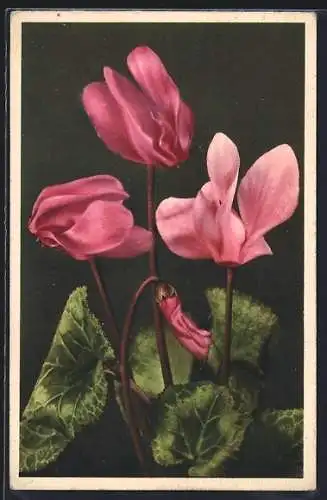 AK Alpenveilchen, Cyclamen europaeum