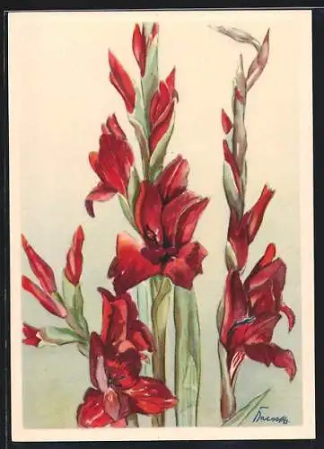 AK Gladiolen, Gladiolus gandavensis