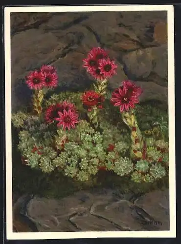 AK Spinnwebige Hauswurz, Crassulaceae, Sempervinum arachnoideum L.