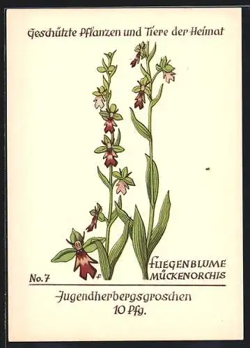 AK Fliegenblume, Mückenorchis