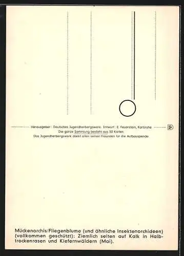 AK Fliegenblume, Mückenorchis