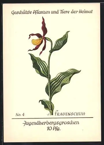 AK Frauenschuh, Bildserie Geschützte Pflanzen u. Tiere der Heimat Nr. 4 des Jugendherbergswerks