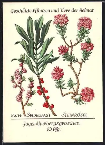 AK Seidelbast und Steinrösel, Daphne-Arten