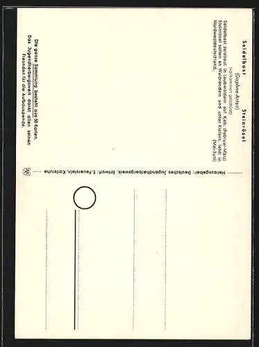 AK Seidelbast und Steinrösel, Daphne-Arten