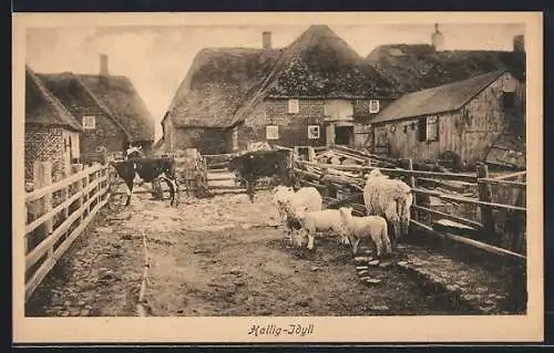 AK Hallig Hooge, Rinder und Schafe im Gatter