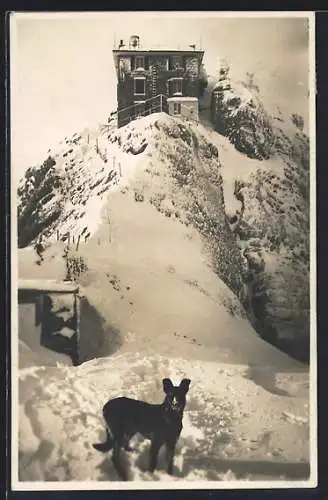 AK Säntis, Hund vor der Wetterwarte