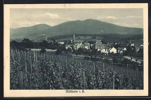 AK Müllheim i. B., Ortsansicht mit Weinstöcken und Bergpanorama