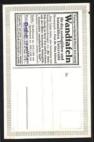 Künstler-AK Nilpferde am Ufer