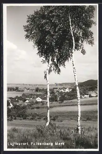 AK Falkenberg / Mark, Birken am Ortsrand