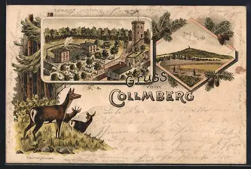 Lithographie Collmberg, Berg-Ansicht, Gasthaus mit Aussichtsturm und Garten, Rehe im Wald