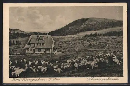 AK Herzogenhorn, Hotel und Schwarzwaldweide