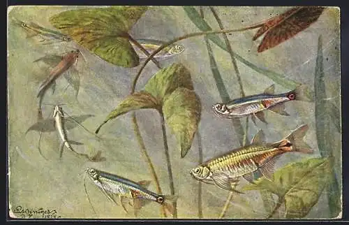 AK Esomus malayensis E. Ahl, Flugbarbe, Fisch