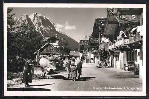 AK Garmisch-Partenkirchen, Kühe auf der Frühlingsstrasse
