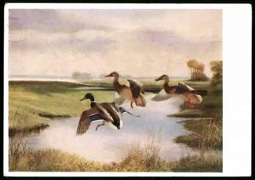 Künstler-AK Deutsche Jägerschaft 1938, Stockenten landen an einem Teich
