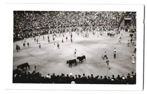 17 Fotografien Ansicht Madrid, Stierkamf Arena, Las Ventas, Torero, Stier