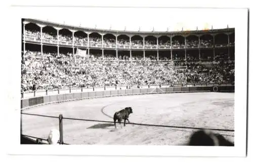 17 Fotografien Ansicht Madrid, Stierkamf Arena, Las Ventas, Torero, Stier