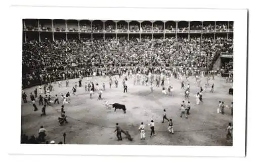 17 Fotografien Ansicht Madrid, Stierkamf Arena, Las Ventas, Torero, Stier
