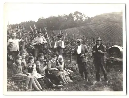 3 Fotografien Weinlese, Weinbauer bei der Lese in den Reben, Wein Verkostung, Pferdegespann