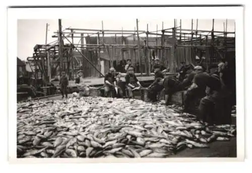 5 Fotografien Walfang, Walfänger in Norwegen zerlegen gefangenen Pottwal, Ortsansicht, Fischerhafen